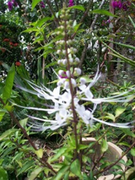 Sirih merah ubat mata rabun, ubat mata berpasir akibat welding, ains ubat mata, ubat mata untuk mata kering, ubat mata kucing persian, ubat mata berair, ainun ubat mata, obat mata ikan, cara ubat mata merah kampung, buah tin ubat mata rabun, shopping ubat mrs. Misai Kucing mengurangkan sakit Gout | Segalanya Tentang ...