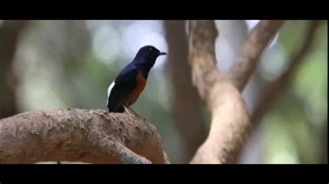Burung Murai Batu Di Dalam Hutan Gacor Youtube
