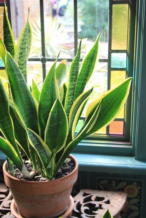 She has played supporting roles in films such as alice, the. Care of Snake Plants: Information On Growing Snake Plant