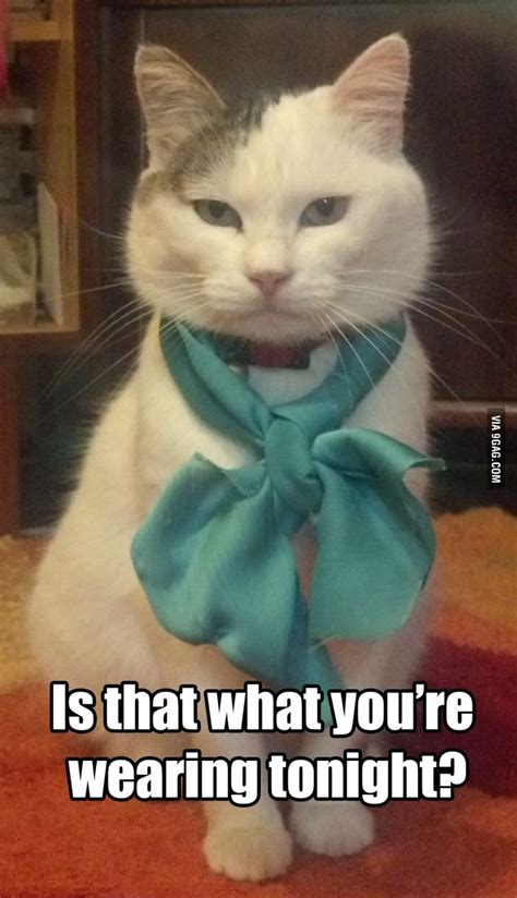 Fancy Cat Is Not Impressed By Your Style Fancy Cats Cats Happy Cat