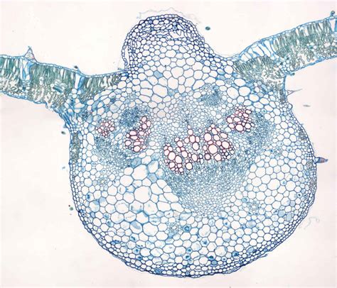 Ds003 Monocot And Dicot Leaves Cs Valley Microscope