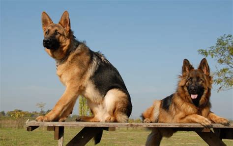 German Shepherd Service Dog Keepingdog