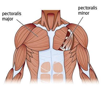 The chest is a major muscle which consists of the pectoralis major and minor. The massive muscle anatomy and body building guide you ...