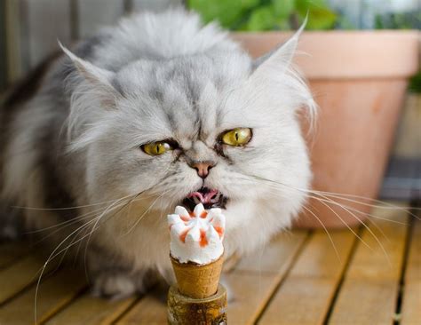 17 Best Photos Can Cats Eat Pistachio Ice Cream Can Cats Eat Vanilla Ice Cream Quora