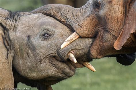 Elephants Lock Trunks In Affectionate Display At Kariega Game Reserve