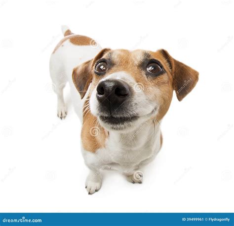 Happy Dog Stock Image Image Of Isolated Jack Head 39499961