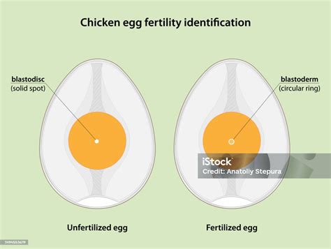 Chicken Egg Fertility Identification Stock Illustration Download