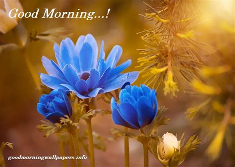 Flowers are good sources of ornamental plants making the garden beautiful but behind those glorious facade lies a poison. Blue Flower Good Morning Images {Best Collection 2021}