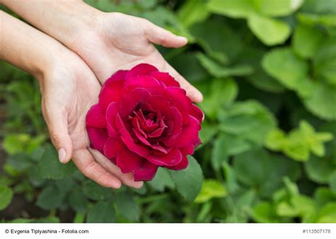 Como Cuidar Los Rosales Como Cultivar Y Cuidar Los Jardines De Rosas