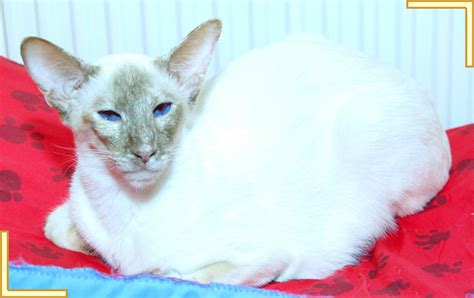 Cinnamon Tortie Point Siamese Ch Billstes Maddamcin Burnthwaites