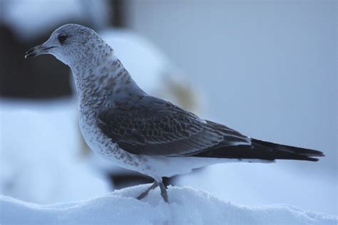 Morgithology: Common Gull variation