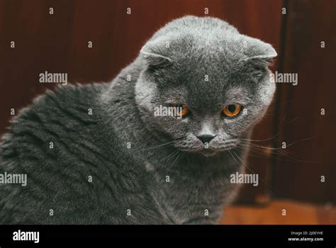 Animal Portrait Fold Hi Res Stock Photography And Images Alamy