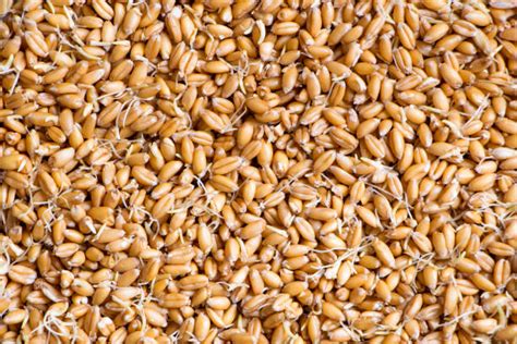 Wheat Germ Stock Photos Pictures And Royalty Free Images Istock
