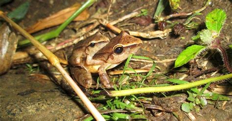Many More Amphibian Species At Risk Of Extinction Than Previously
