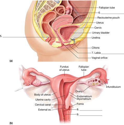 Female Reproductive System Diagram Diagrams