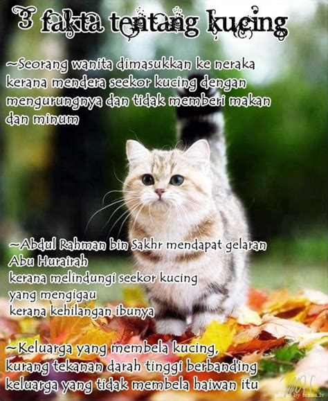 Check spelling or type a new query. 3 FAKTA TENTANG KUCING ~ Kucen Kucen Belog