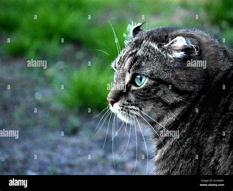 Cat Hunting Outdoors Stock Photo Alamy