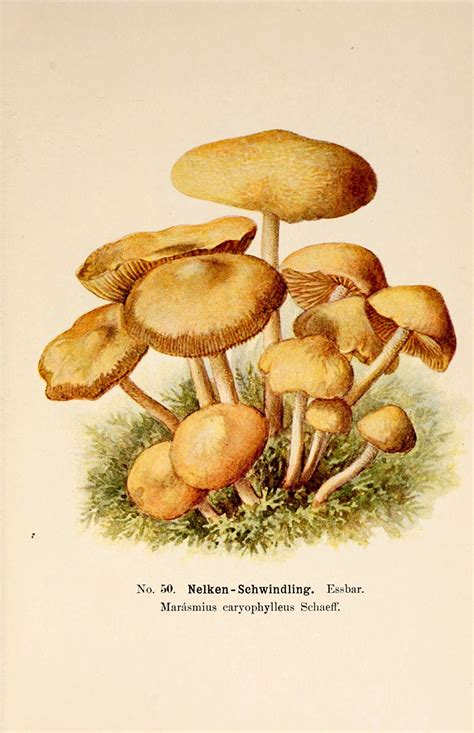 Most Common Edible Mushrooms All Mushroom Info