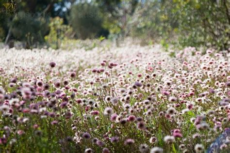 Image Of Pink And White Everlasting Daisies In Perth Western Australia