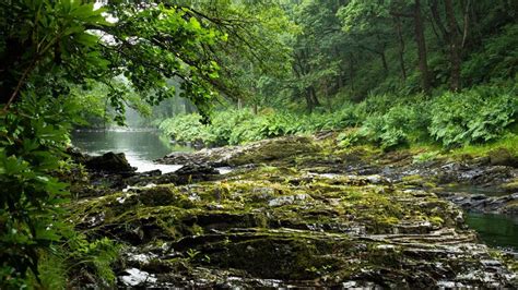 Temperate Celtic Rainforest In The Uk Woodland Trust
