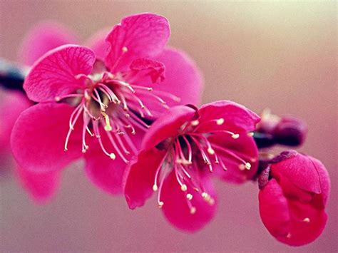 Raccolte di rosy • ultimo aggiornamento: Fiore di ciliegio - significato dei fiori ...