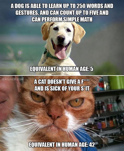 Intelligence Dogs Vs Cats Dogs Cats Funny Dogs