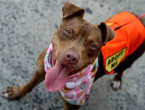 10 Important Things We Can All Do To Help Homeless Pets