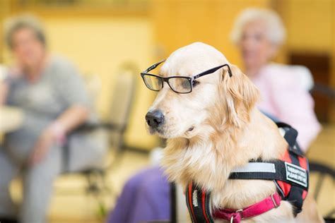 Pet Therapy Benefits For The Elderly Fairview Rehab And Nursing Home