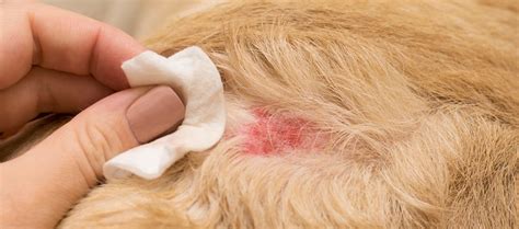 How To Treat Bad Flea Bites On Dogs