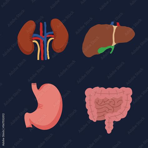 Human Internal Organs Cartoon Anatomy Body Parts Stomach With