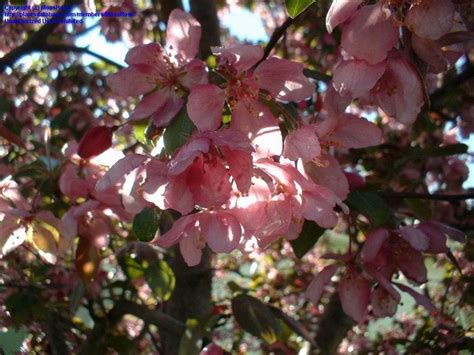 Plantfiles Pictures Flowering Crabapple 1 By Mossrose