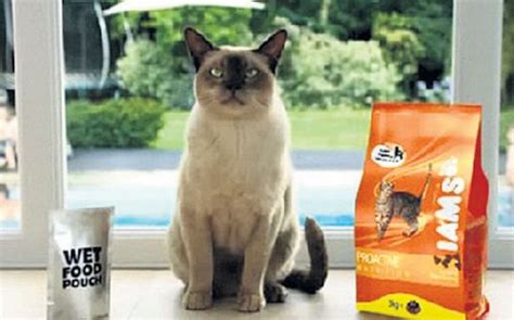 Now is your chance to find out. P&G sells pet food brand to Mars for $3bn - CityAM : CityAM
