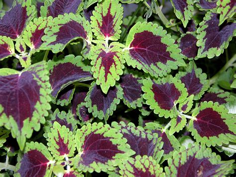 Plant Some Of These Beauties For Great Garden Color Even