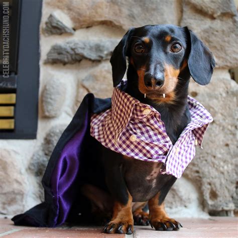 Crusoe The Celebrity Dachshund Shares His Favorite Halloween Costumes