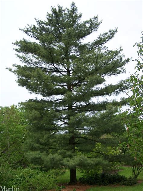 White Pine Tree Volgourmet