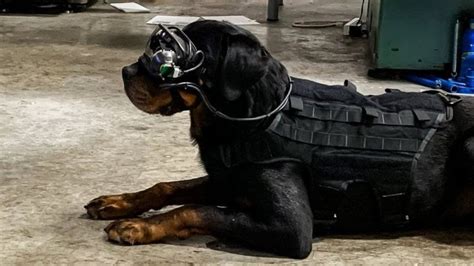 The Low Down Us Army Tests Augmented Reality Goggles For Dogs