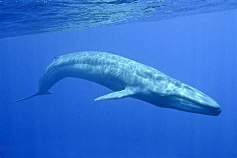 At today's festival, we're having a whale of a time ! 10 Astounding Facts About Blue Whales That Will Blow You Away