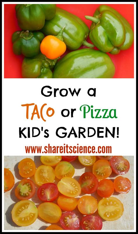 Share It Science Grow A Taco Or Pizza Garden With Kids