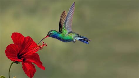 Hummingbird On Reds Exotic Flower Hd Birds Wallpapers Hd Wallpapers