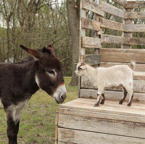This Donkey And Goat And Their Very Serious Conversation 15 Unlikely