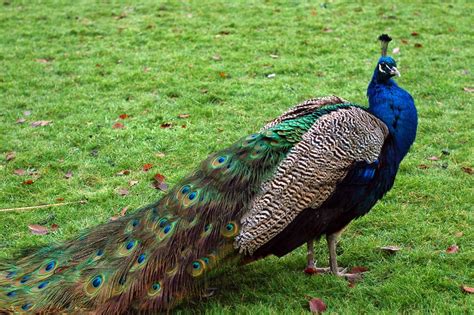 Related Image Most Beautiful Birds Peacock Pictures Peacock Images