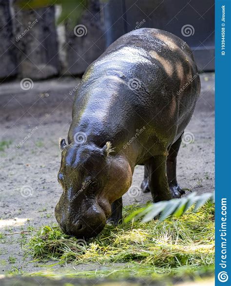 Pygmy Hippopotamus Choeropsis Liberiensis Lives Secretly In Nature