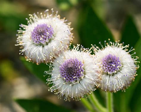 Globularia Stock Photos Pictures And Royalty Free Images Istock