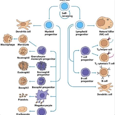 Overview Of Immune System Download Scientific Diagram