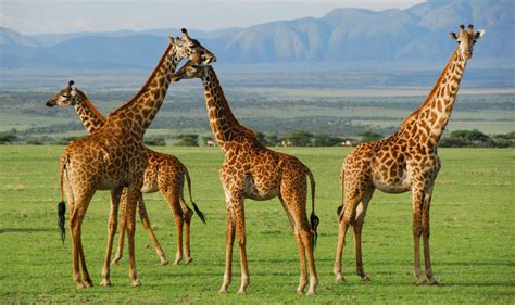 Serengeti National Park Best Time To Visit Serengeti National Park