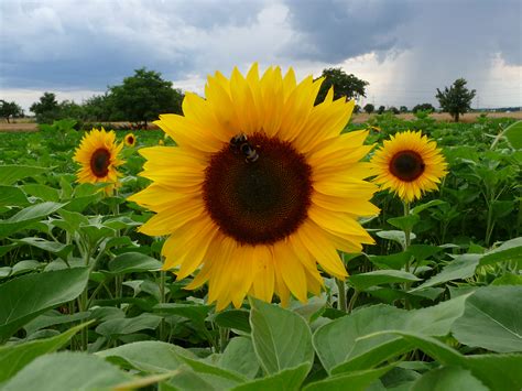 Sunflowers Awkward Botany