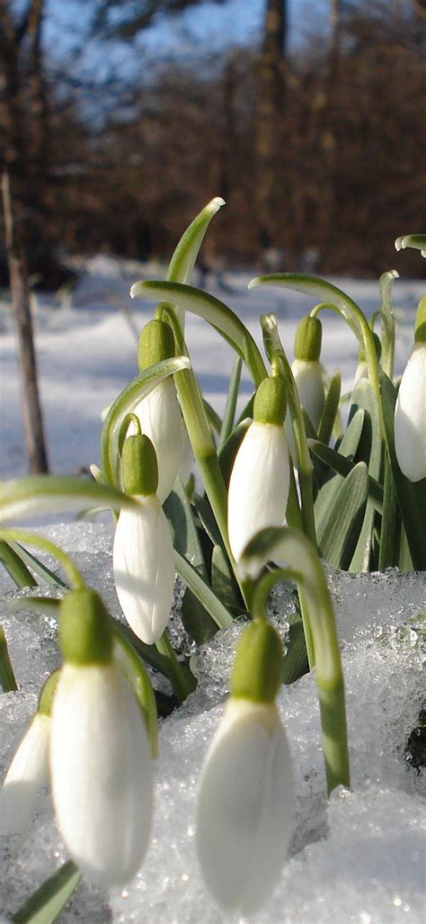 Snowdrops Spring Flowers 1080x2340