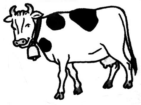 Drawings Cow Animals Printable Coloring Pages