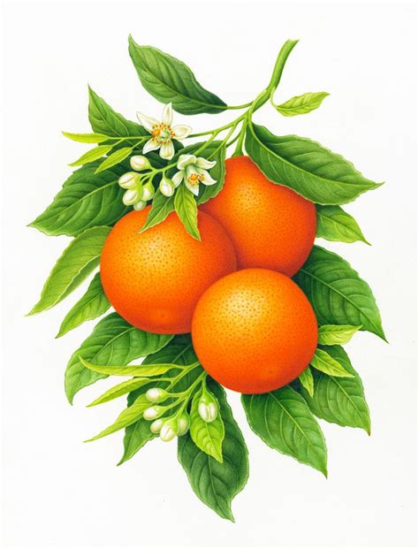 Orange Vegetable Painting Fruit Painting Fruit Art
