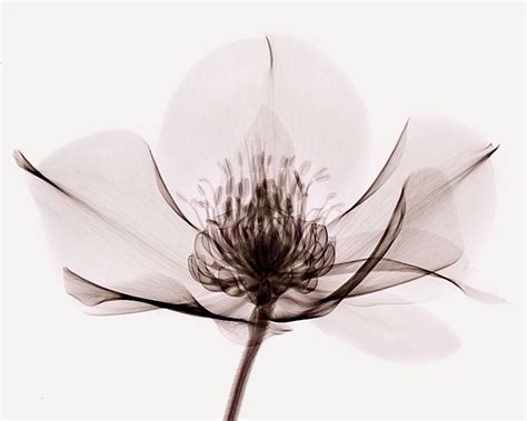 Helleborus X Ray 1 By Coopr On Deviantart Xray Flower Xray Art X Ray
